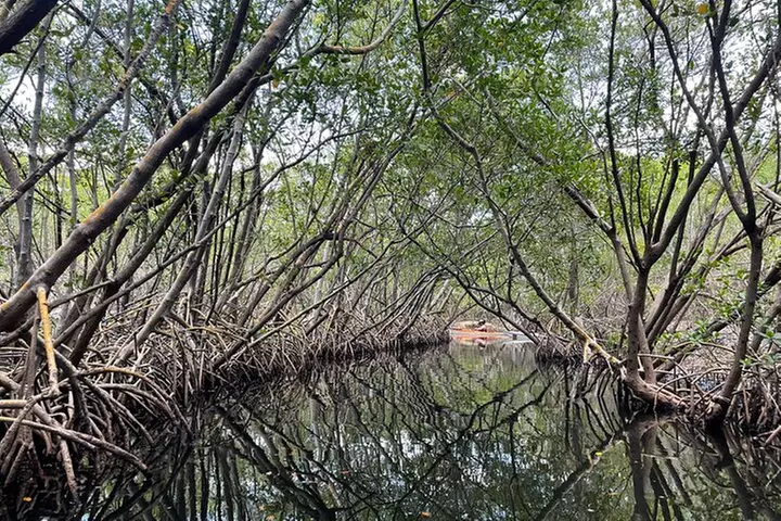 Kayak Adventure at Shell Key Preserve in Tierra Verde