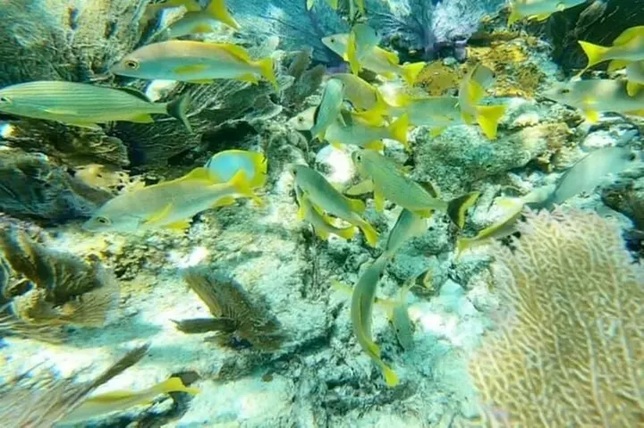 4 Hour Egmont Key Island Tour With Dolphins & Snorkeling Included