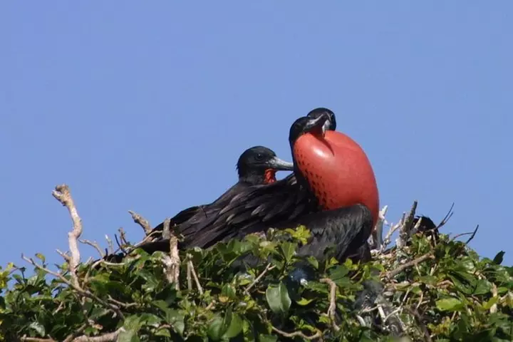 Isla Contoy Eco Adventure