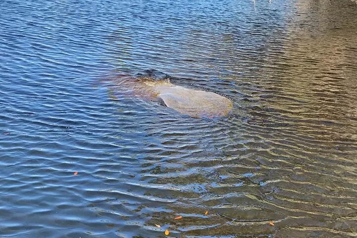 Orlando Manatee and Natural Spring Adventure Tour at Blue Springs