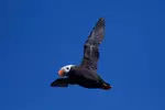 Full-Day Kenai Fjords National Park Northwestern Cruise