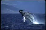 2-Hour Oahu Whale Watch from Ala Wai Harbor, Waikiki