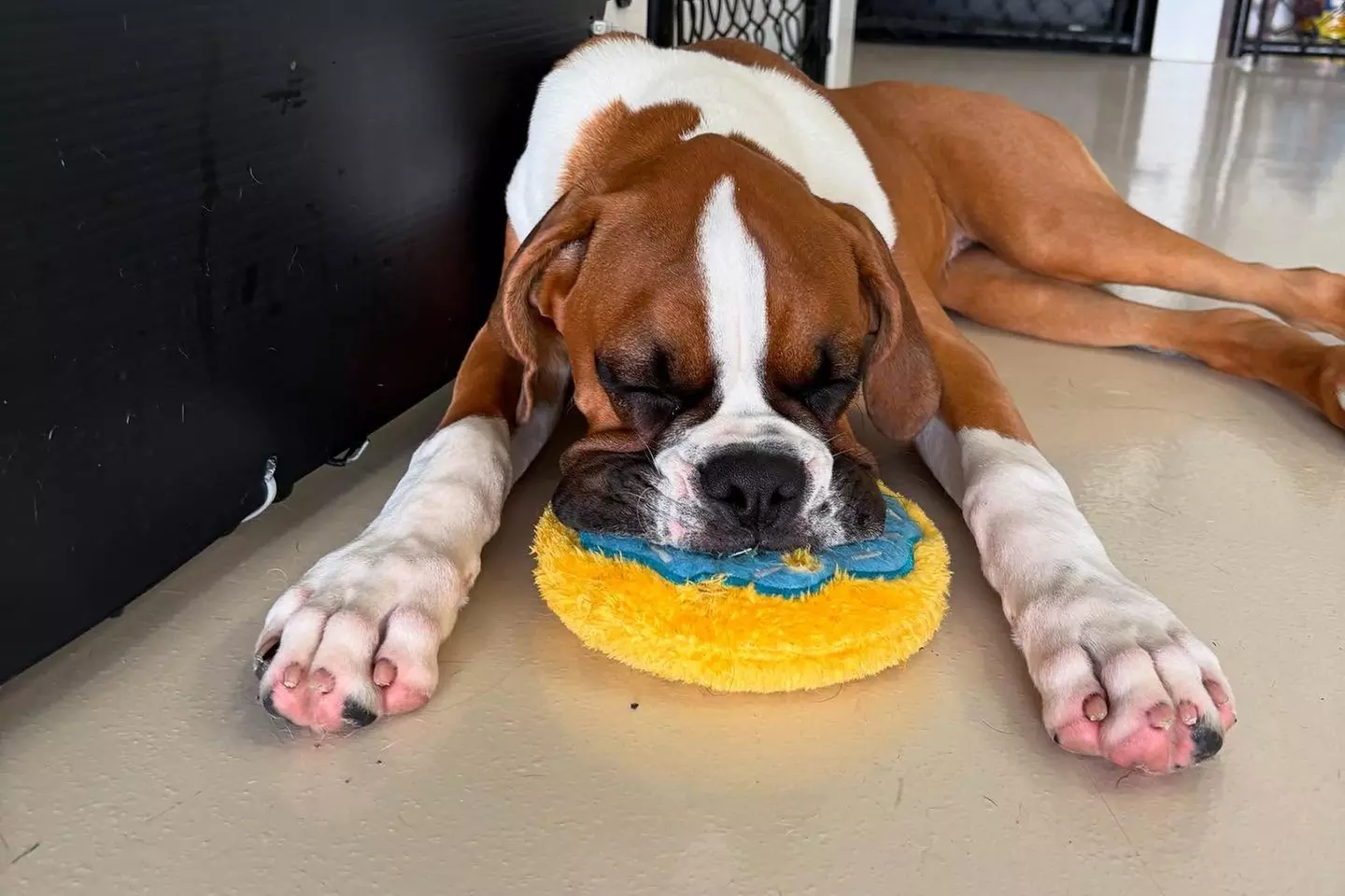 $15 For $30 Worth Of Dog Boarding Or Daycare