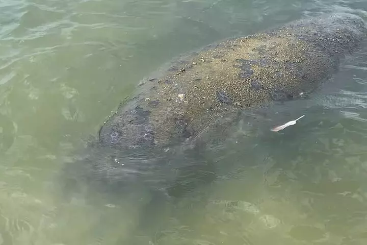 New Smyrna Dolphin and Manatee Kayak and SUP Adventure Tour