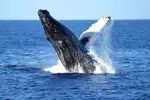 2 Hour Waikiki Whale Watching Cruise from Oahu