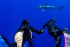 Oahu Shark Diving (No cage)