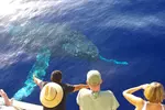 2-Hour Oahu Whale Watch from Ala Wai Harbor, Waikiki