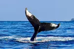 2-Hour Oahu Whale Watch from Ala Wai Harbor, Waikiki