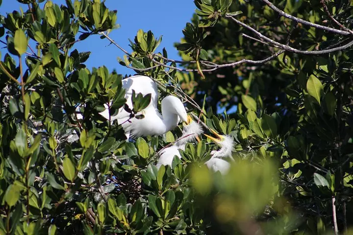 Private 2 hour Mangrove Ecotour