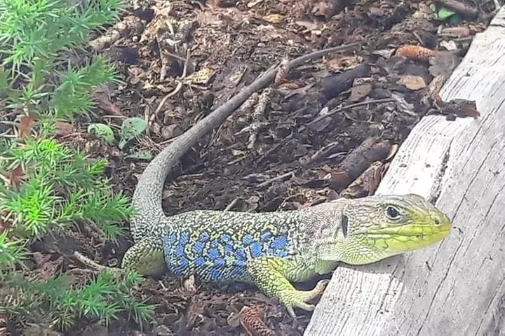 Visita guiada en la Ciudad Encantada