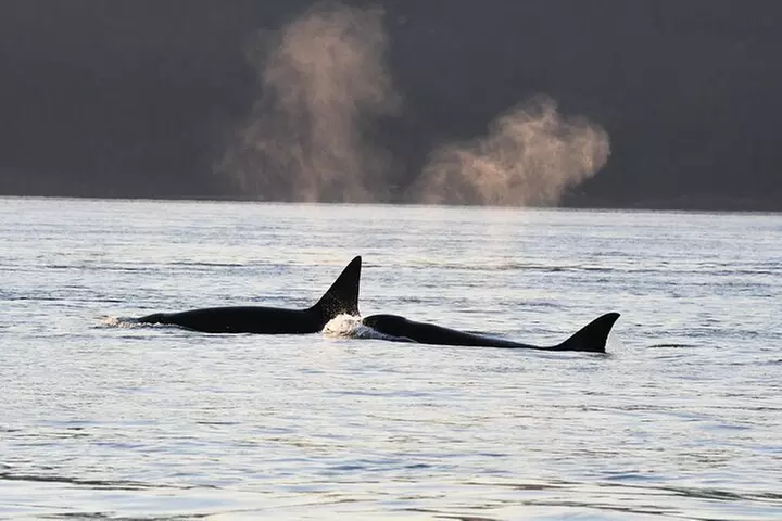 Anacortes Whale Watching Adventure Tour - Zodiac Boat