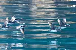 Full-Day Kenai Fjords National Park Northwestern Cruise
