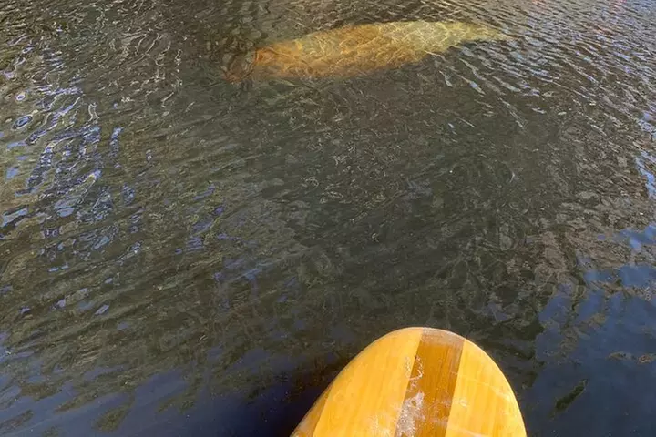 Orlando Manatee and Natural Spring Adventure Tour at Blue Springs