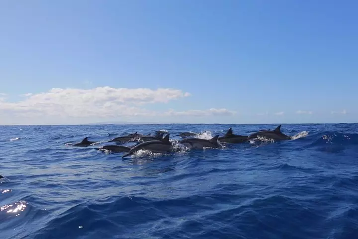 Lanai Deluxe Dolphin Adventure & 3 Snorkel Sites