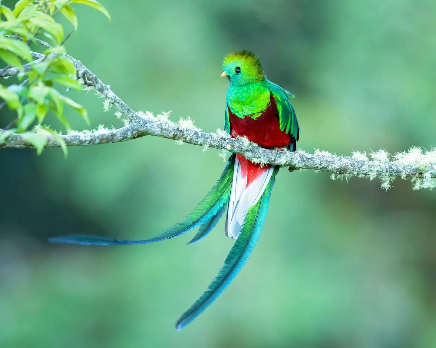 ✈ COSTA RICA | Da San José a Manuel Antonio - Autotour alla scopert...