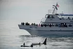 Full-Day Kenai Fjords National Park Northwestern Cruise