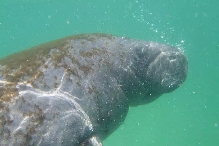 4 Hour Egmont Key Island Tour With Dolphins & Snorkeling Included