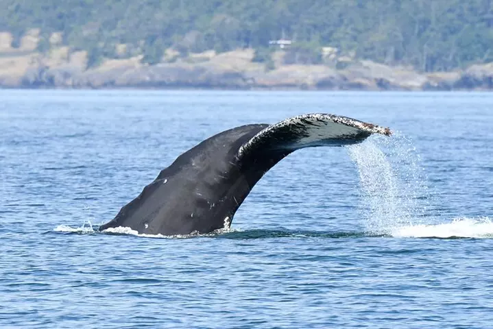 Anacortes Whale Watching Adventure Tour - Zodiac Boat