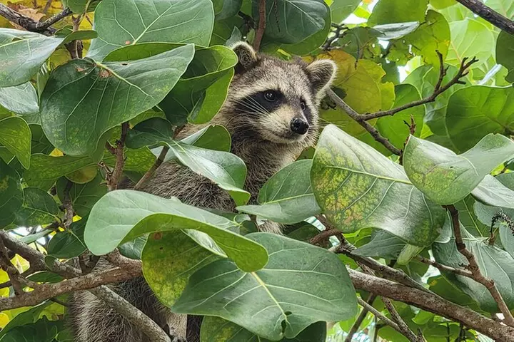 Raccoon Island Exploration on SUP/Kayak