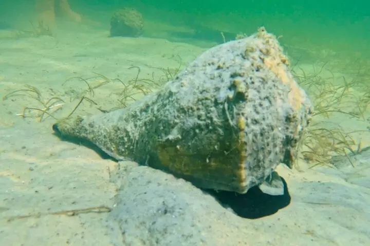 2-Hour Clear Kayak Mangrove Tunnel Eco Tour - Sarasota