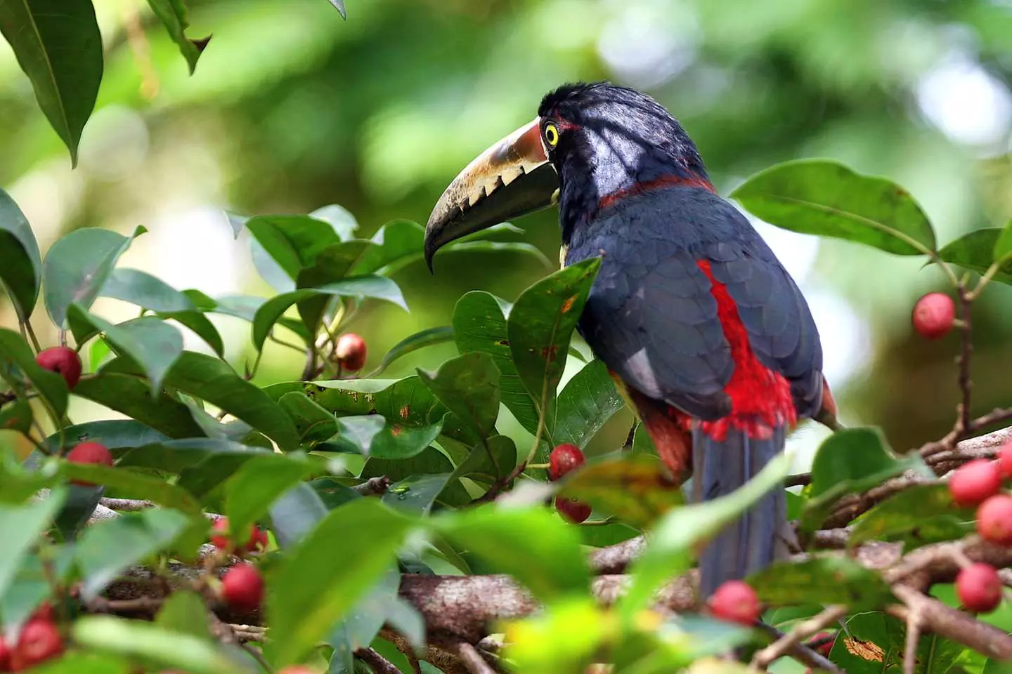 ✈ COSTA RICA | San José - Inmitten der Natur: Dschungel, Strände un...
