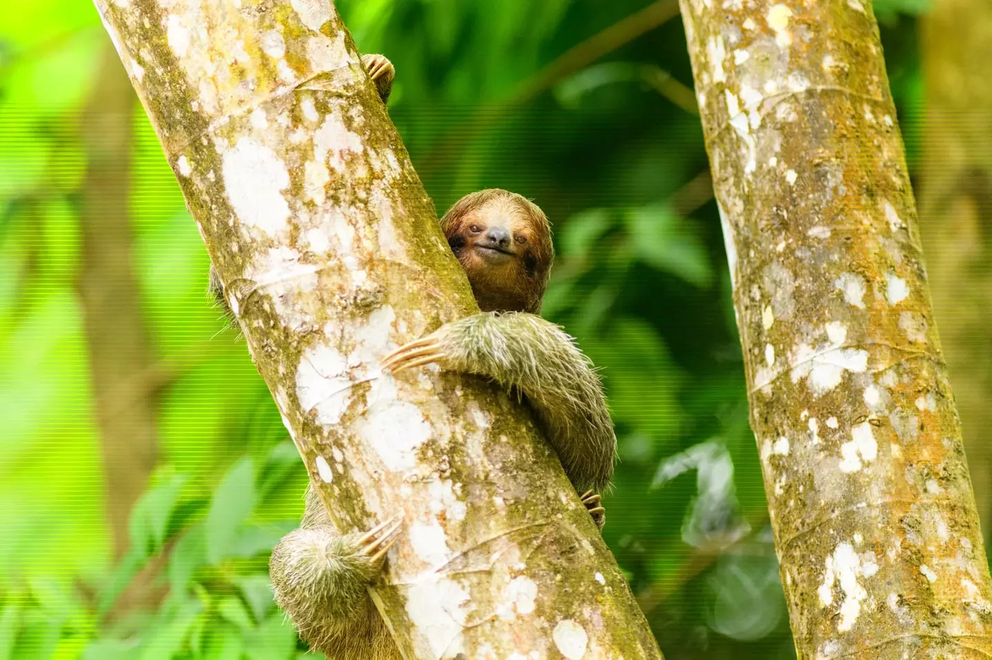 ✈ COSTA RICA | Da San José a Manuel Antonio - Autotour alla scopert...