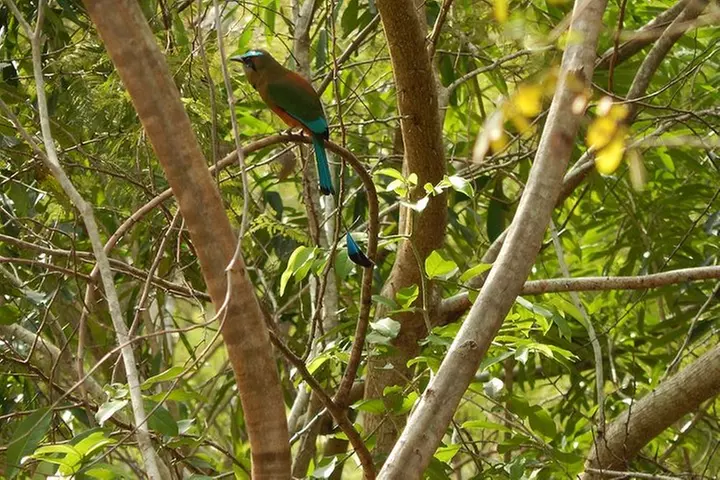 Private Tour: Birdwatching from Cancun