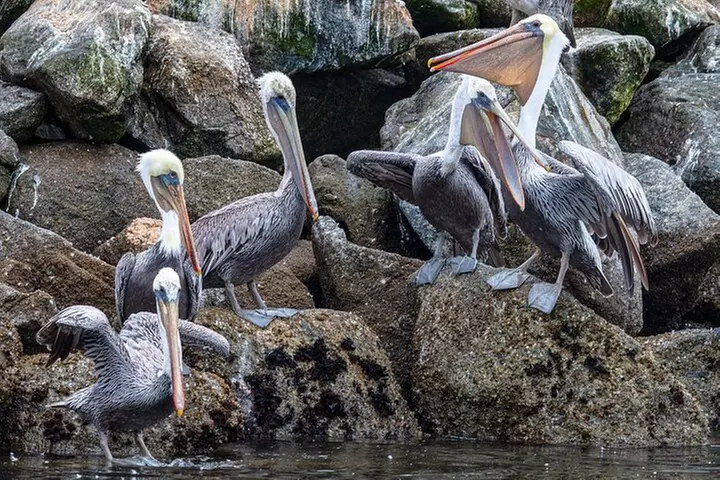 Wildlife Safari Boat Tour in Scenic Monterey Bay Wetland