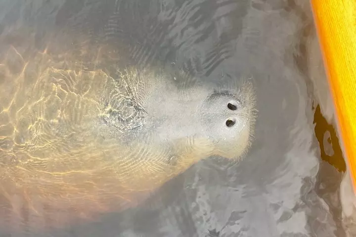 New Smyrna Dolphin and Manatee Kayak and SUP Adventure Tour