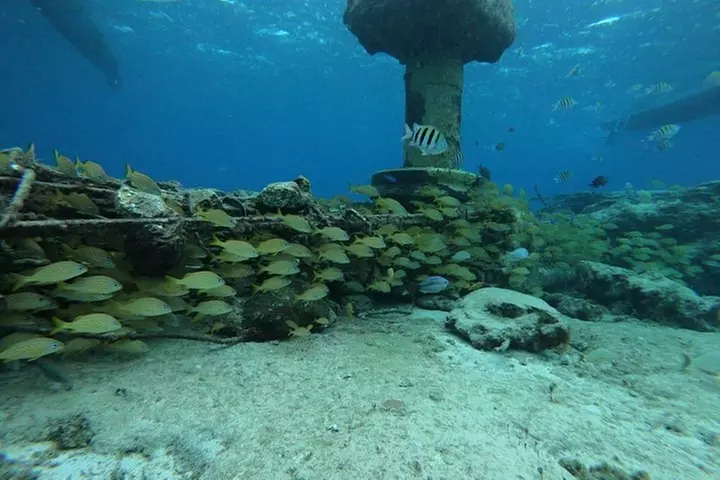 Snorkeling Experience in Cozumel with Transportation from Cancun