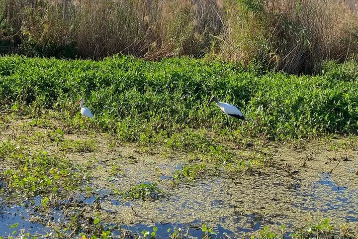 Orlando Manatee and Natural Spring Adventure Tour at Blue Springs