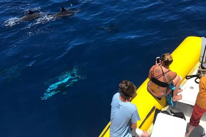 Lanai Deluxe Dolphin Adventure & 3 Snorkel Sites