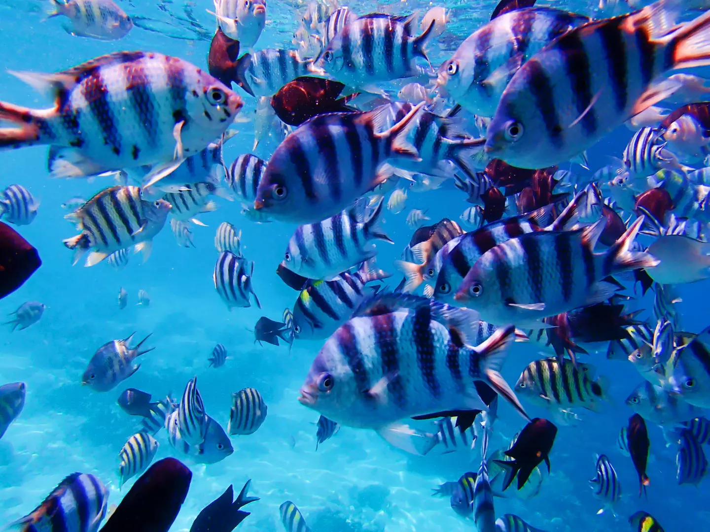 ✈ PHILIPPINEN | Manila - Perlen der Philippinen in 3* und 4* Hotels...