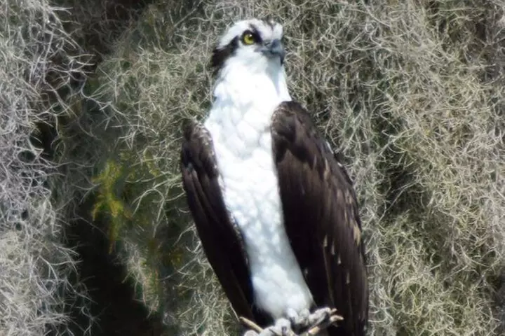 2 Hour Historical Wildlife Tour of the Chain of Lakes