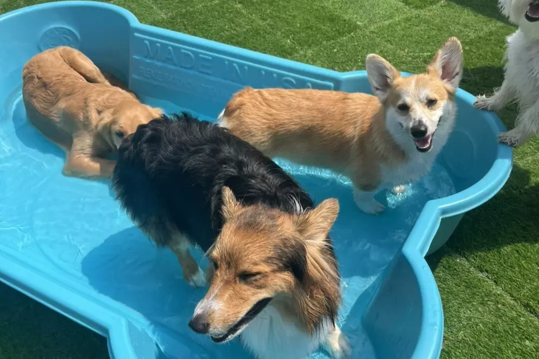 $32.50 For $65 Toward Boarding