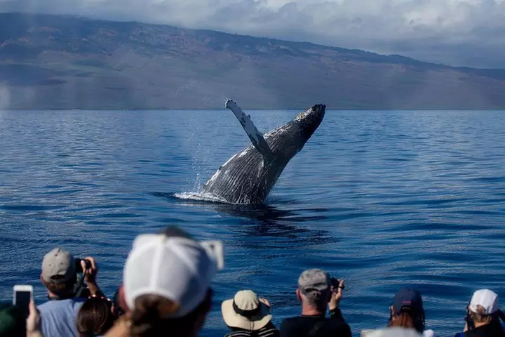 Maui Premium Sunset Dinner Cruise & Whale Watch