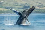 Maui: Original Sunset Cruise with Open Bar from Ka'anapali Beach