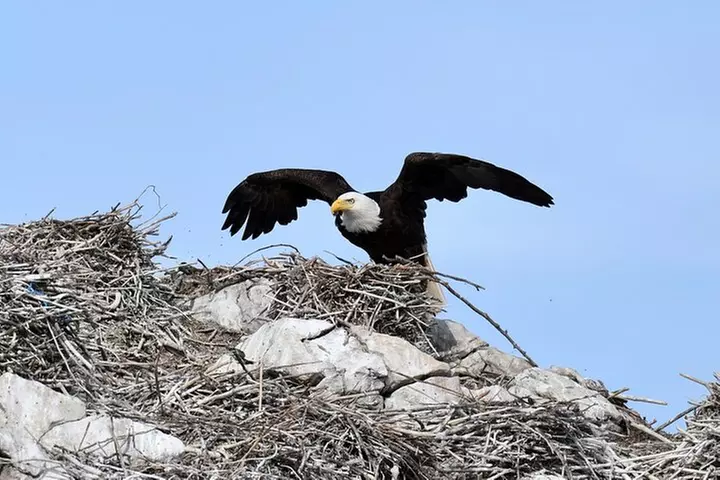 Anacortes Whale Watching Adventure Tour - Zodiac Boat