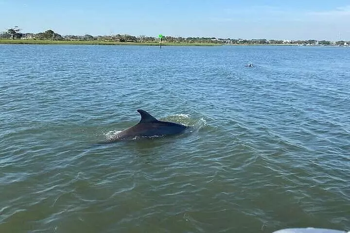 Dolphin Discovery Sunset Cruise