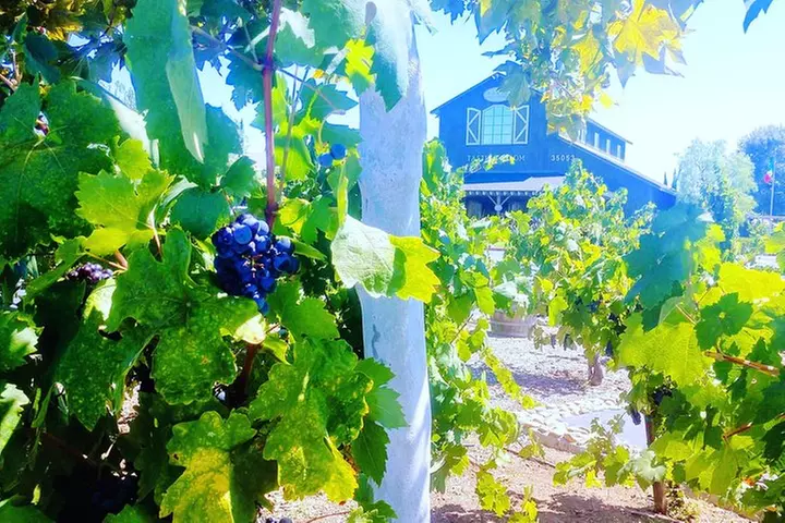 Temecula Valley Wineries and Vineyards Drink and Taste Tour From Or...