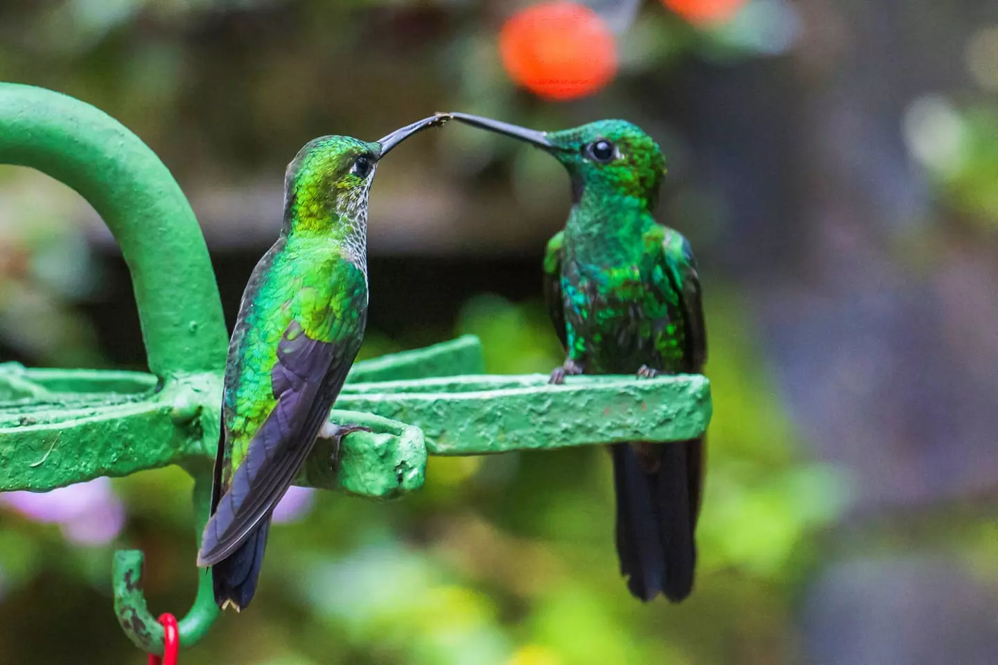 ✈ COSTA RICA | Da San José a Manuel Antonio - Autotour alla scopert...