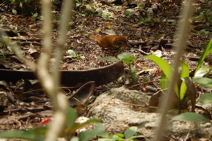 Private Tour: Birdwatching from Cancun