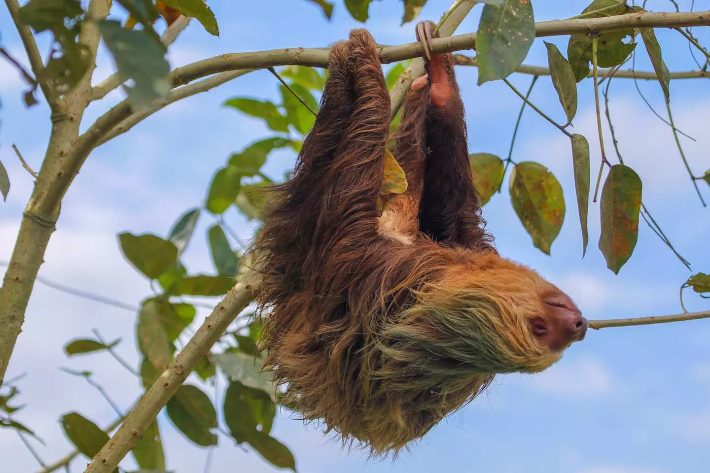 ✈ COSTA RICA | San José - Inmitten der Natur: Dschungel, Strände un...