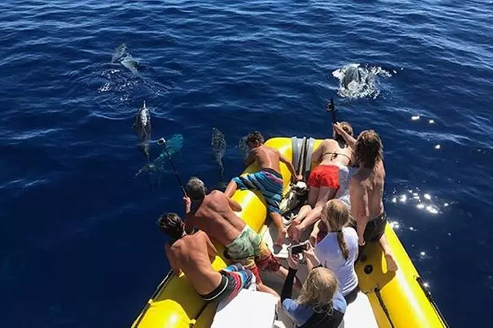 Lanai Deluxe Dolphin Adventure & 3 Snorkel Sites