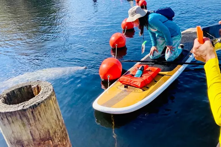 Orlando Manatee and Natural Spring Adventure Tour at Blue Springs