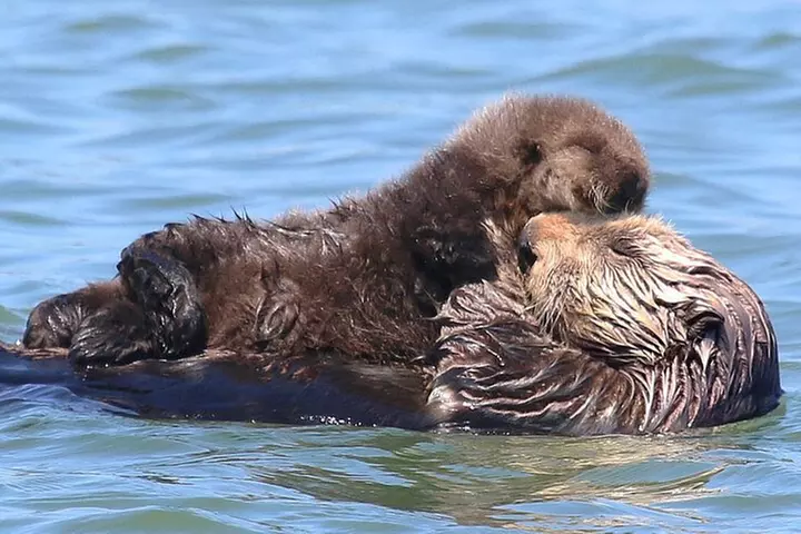 Wildlife Safari Boat Tour in Scenic Monterey Bay Wetland