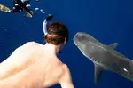 Oahu Shark Diving (No cage)