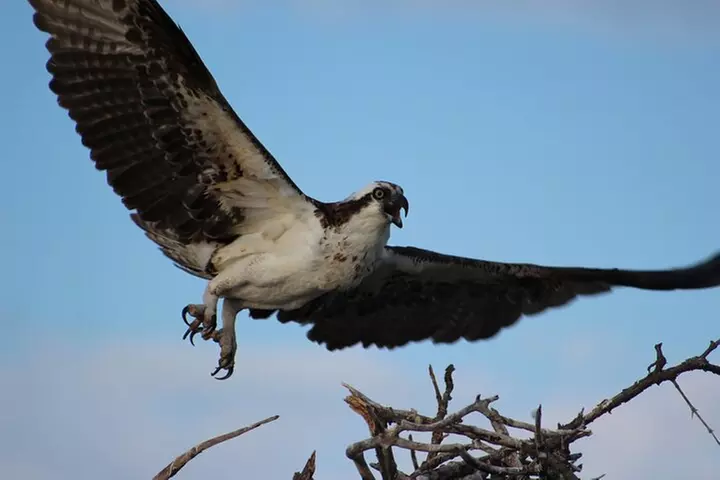 Private 2 hour Mangrove Ecotour