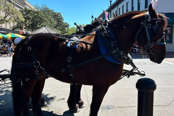 Horse Drawn Daytime Group Narrated Historic Overview Tour
