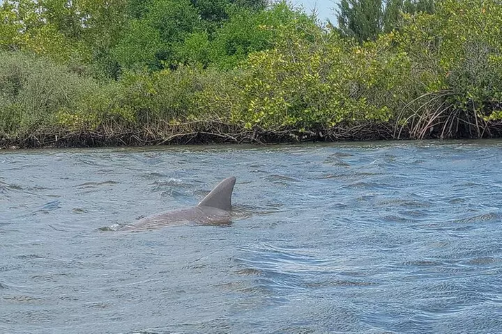 New Smyrna Dolphin and Manatee Kayak and SUP Adventure Tour